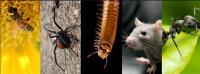 Scorpion Universal Pest Management image 1